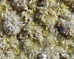 Tapeta Nature Flowers 493.jpg